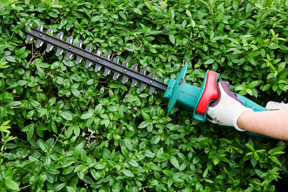 gardening in